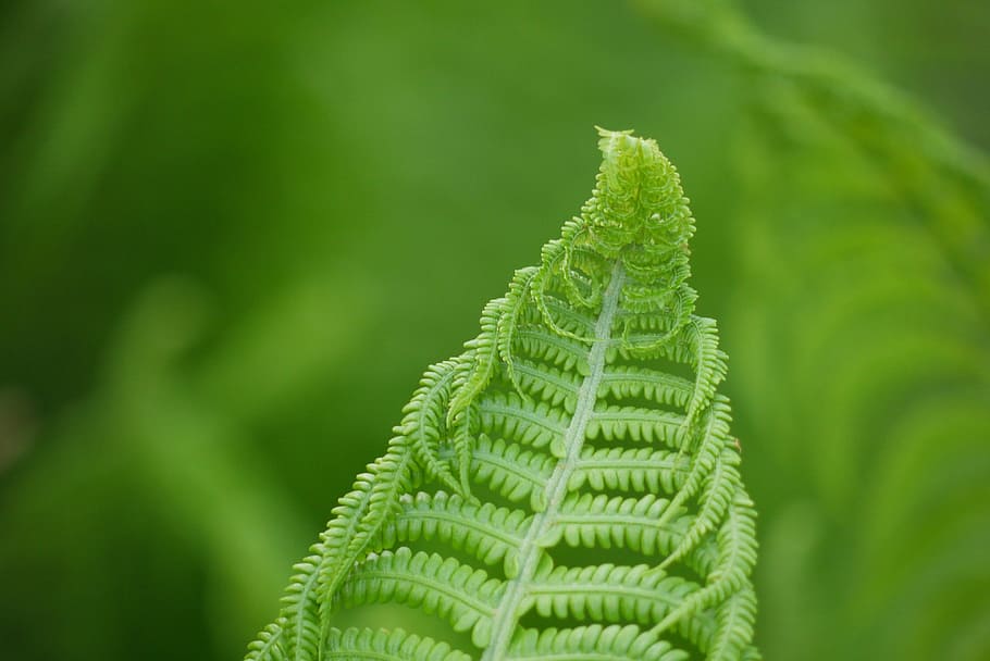 fern, green, green color, leaf, plant part, close-up, growth HD wallpaper