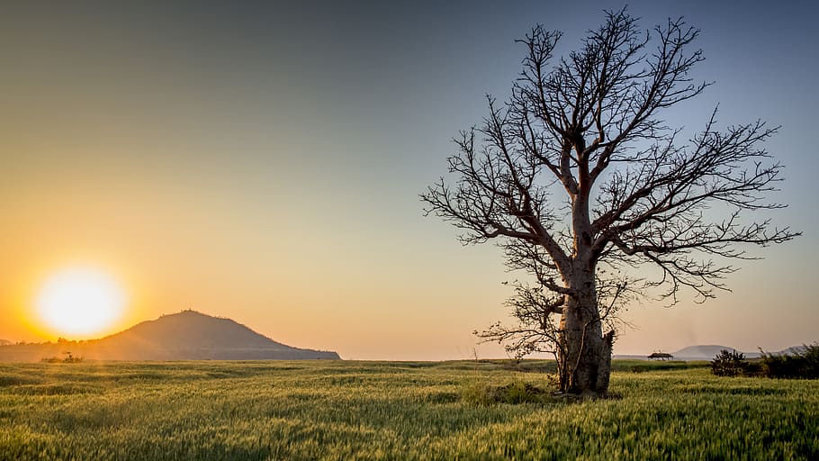 light, dawn, landscape, nature, backlit, countryside, daylight HD wallpaper