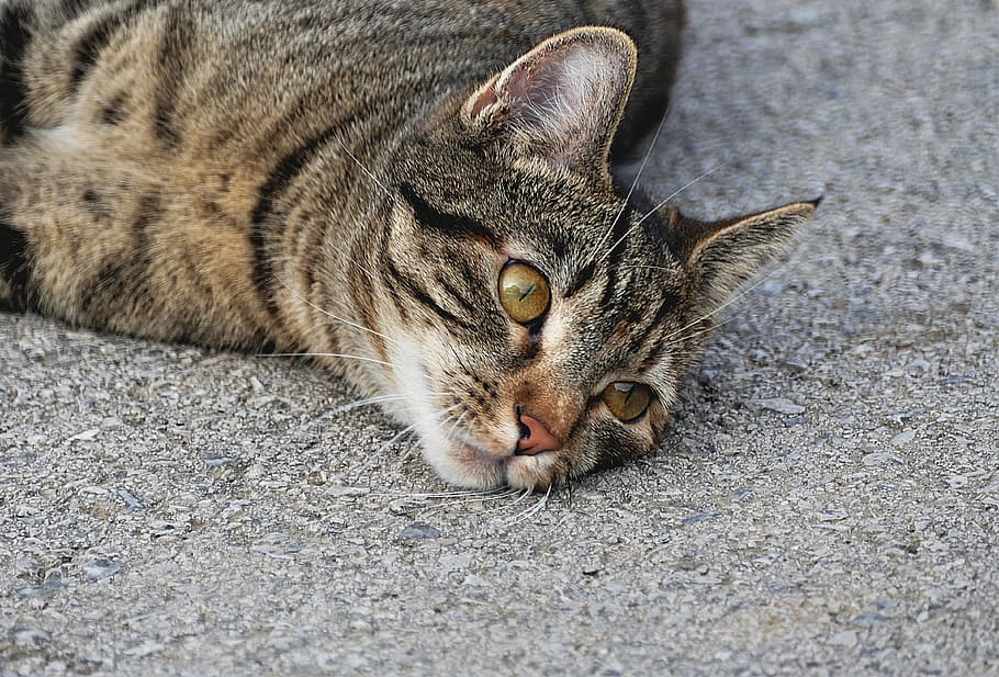 brown tabby cat, tiger cat, close, eyes, domestic cat, mackerel HD wallpaper