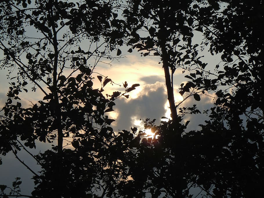 trees, aesthetic, branches, silhouette, back light, nature HD wallpaper