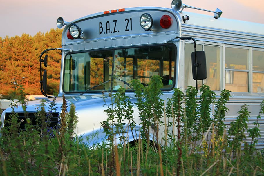 bus, school bus, vehicle, transportation, land Vehicle, outdoors HD wallpaper