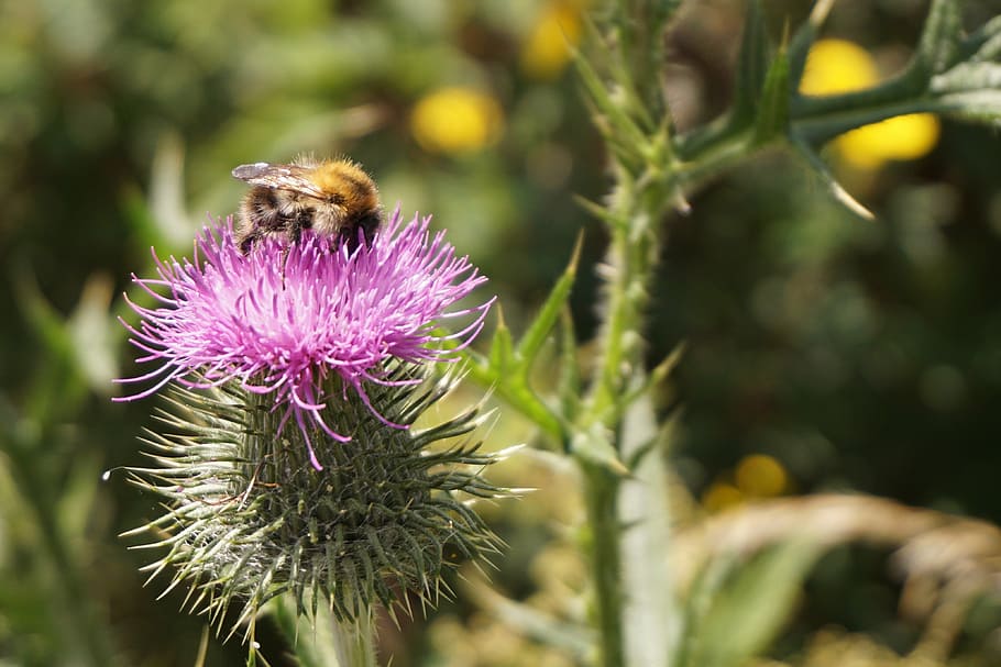 flower, thistle, blossom, bloom, purple, nature, macro, prickly HD wallpaper
