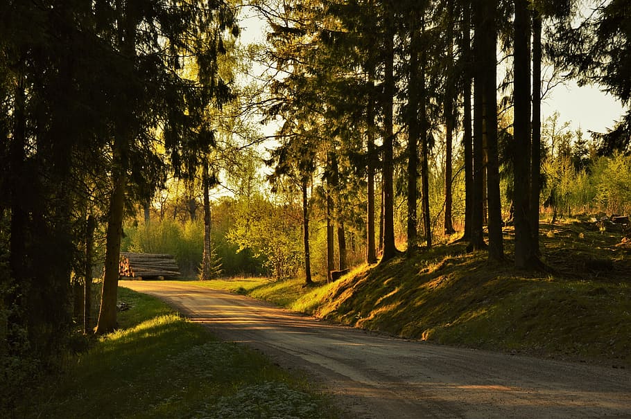 sunset, nature, tree, sweden, beautifully, forest, outdoor HD wallpaper
