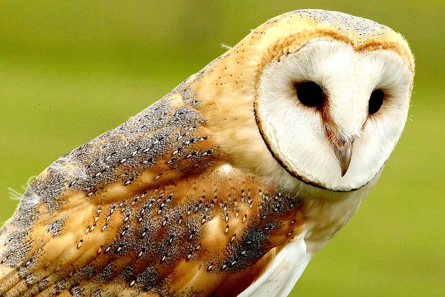 brown owl during daytime, close up photography of barn owl, bird HD wallpaper