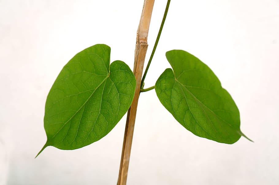 green leaf, lungs, background, plant part, green color, close-up HD wallpaper