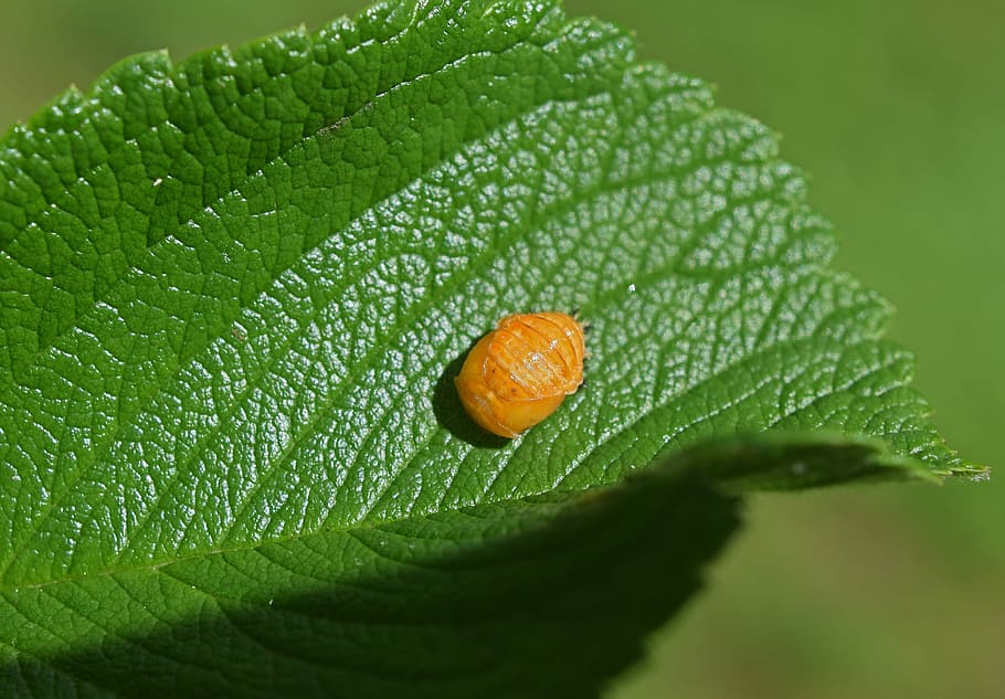 ladybug pupa, leaf underside, close-up, insect, beneficial HD wallpaper