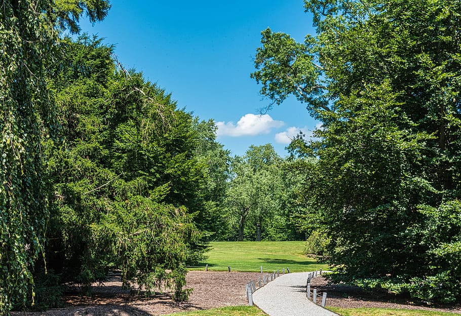 path, estate grounds, trees, blue sky, summer, plant, growth HD wallpaper