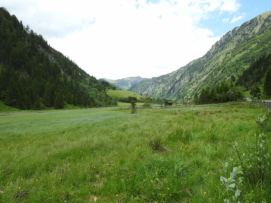 austria, mountains, meadow, forest, nature, landscape, salzburg HD wallpaper