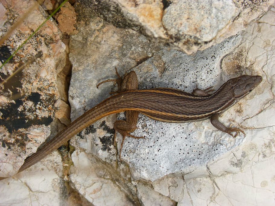lizard, rock, reptiles, one animal, animal wildlife, animals in the wild HD wallpaper