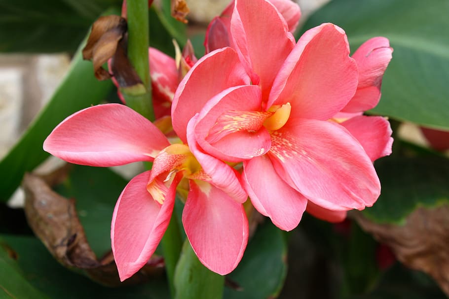 flower, pink, floral, spring, natural, bloom, flowering plant HD wallpaper