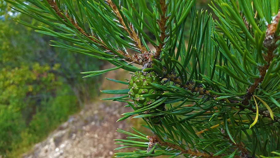 pine cones, needles, tap, tree, conifer, close, macro, branch, HD wallpaper