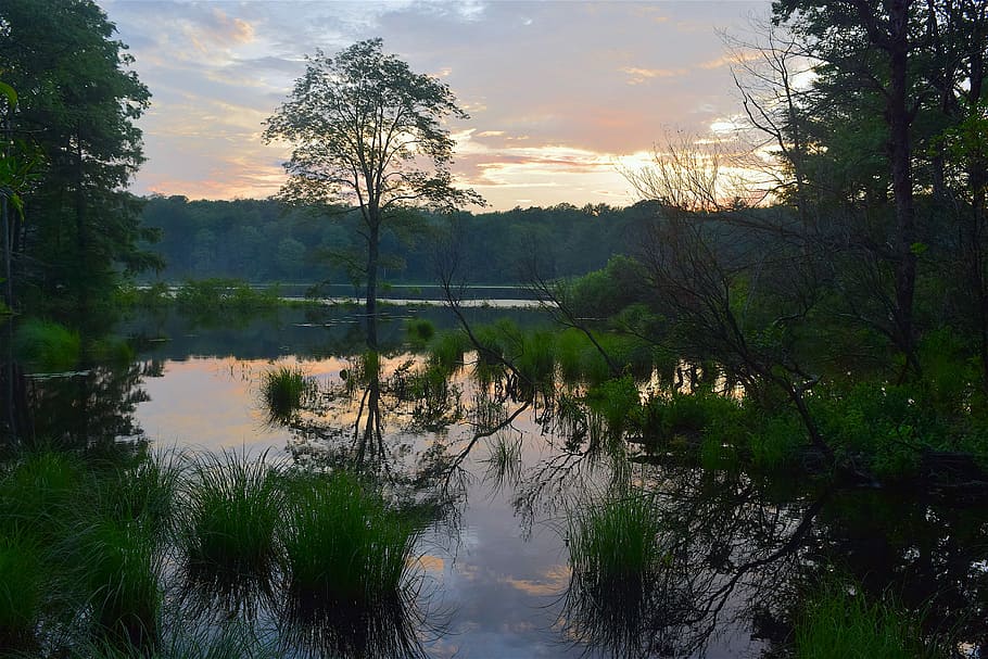 Tree, Water, Reflection, Lake, Sunset, evening, nature, landscape HD wallpaper