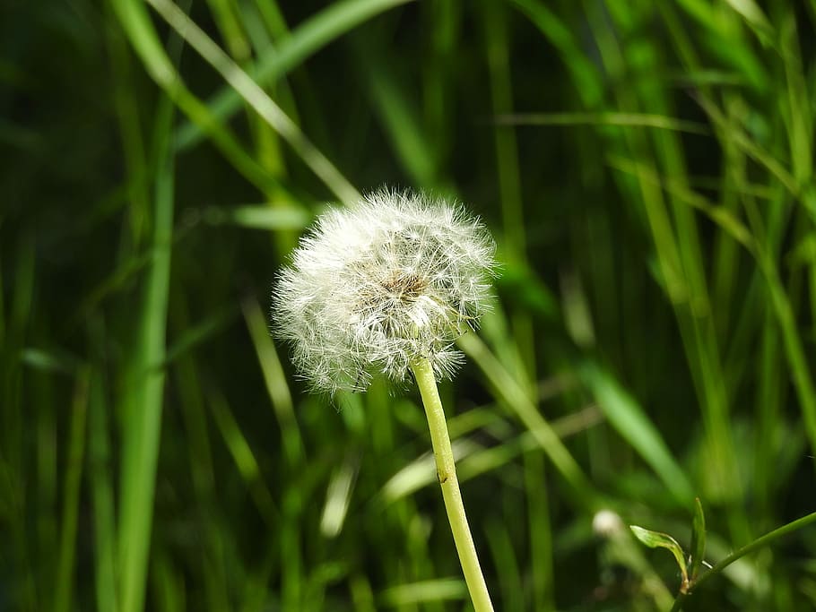 dandelion, grass, spring, flower, plant, flowers, furry, closeup HD wallpaper