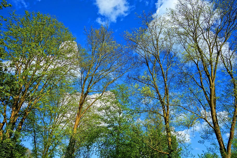 green trees under blue sky, trunk, branch, foliage, spring foliage HD wallpaper