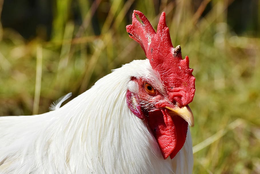 white chicken, hahn, crow, poultry, comb, gockel, bill, livestock HD wallpaper