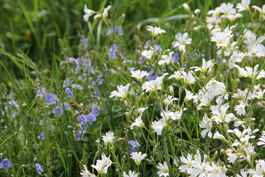 spring, nature, garden, flower, flowering plant, beauty in nature HD wallpaper