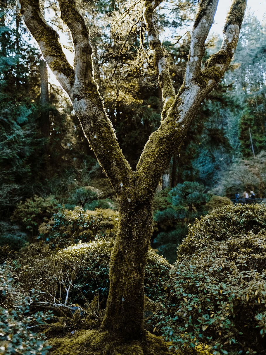 photo of tree trun, photo of tree with moss during daytime, forest HD wallpaper