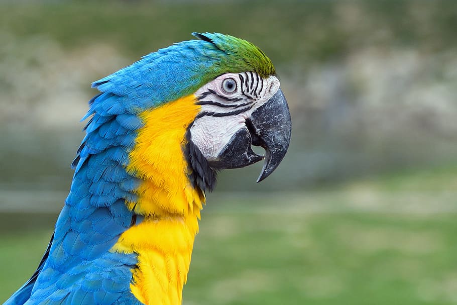 Parrot, Ara, Bird, Yellow, blue, macaw, animal, nature, beak HD wallpaper