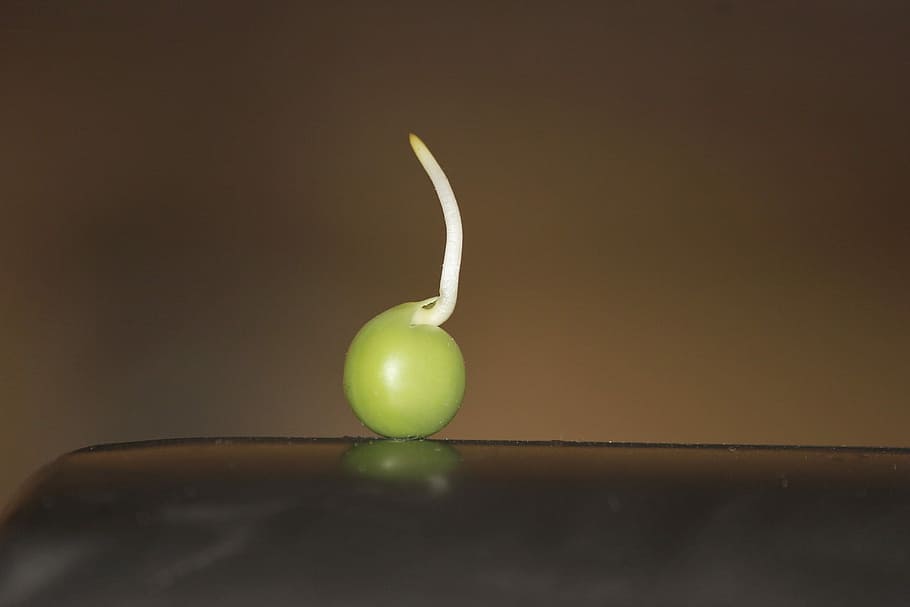 green fruit with sprout, pea, sprouted, germinated, macro, food HD wallpaper