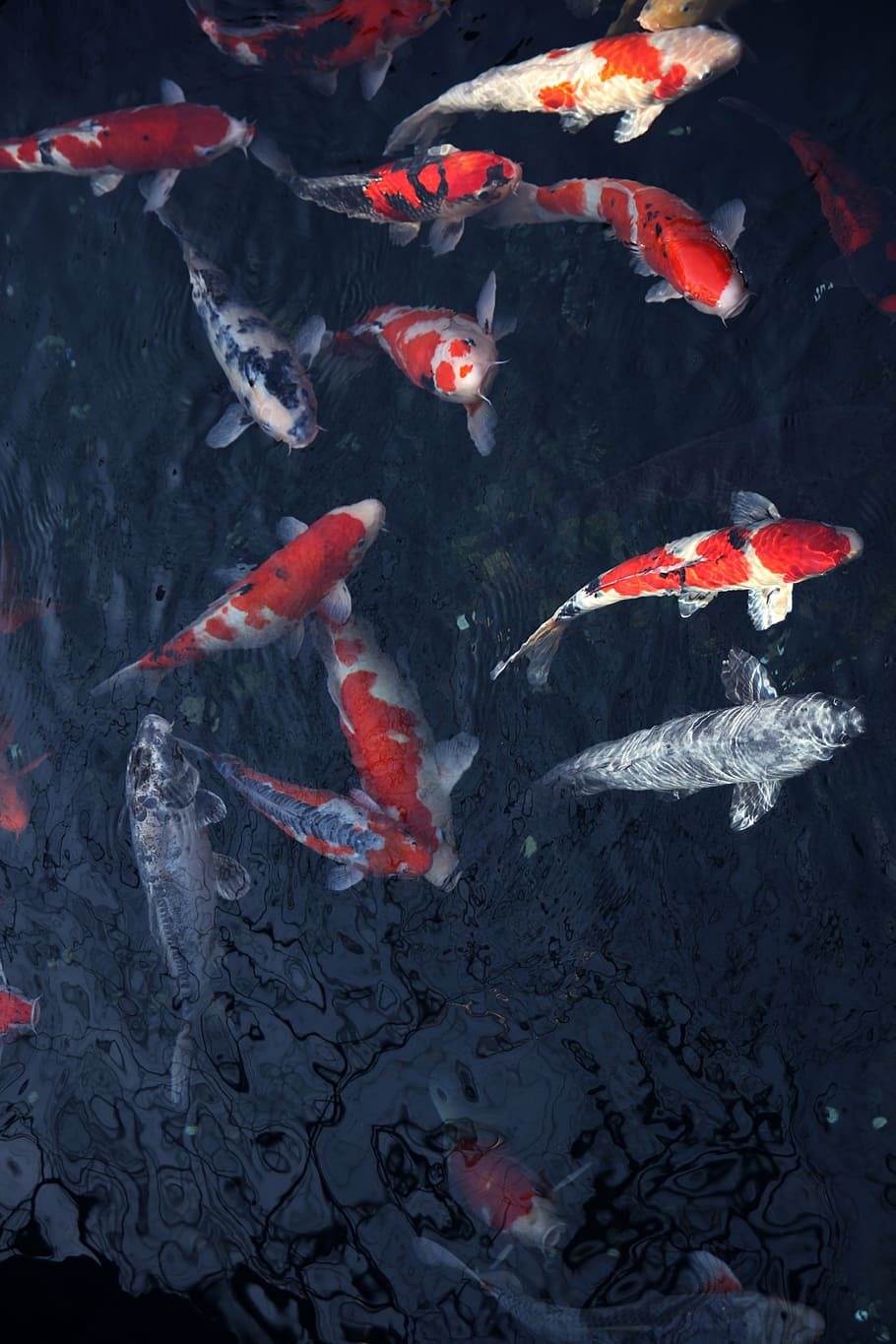 shoal of koi fishes, ink, painting, china wind, swimming, water, HD wallpaper
