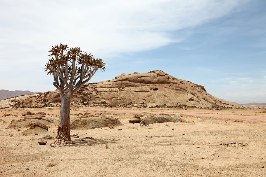 brown mountain, namibia, africa, drought, dry, tree, desert HD wallpaper