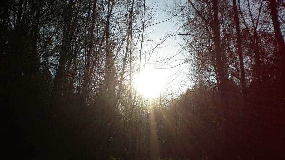 nature, rays, sun, tree, plant, tranquility, beauty in nature HD wallpaper