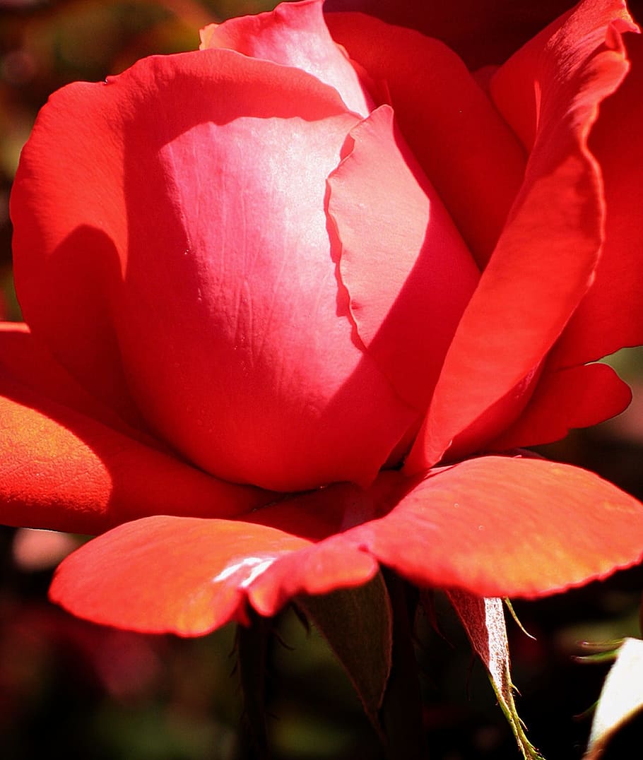 Flower, Bloom, Blossom, rose, red, floral, blooming, petal HD wallpaper