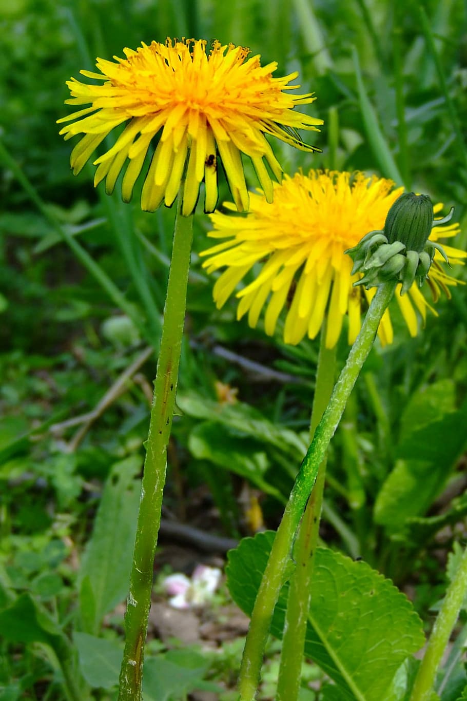 Sow Thistle, Grass, Background, summer, beautiful, beauty, bloom HD wallpaper