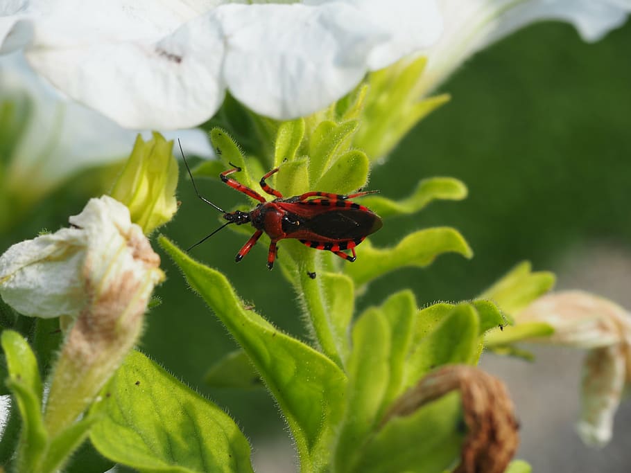 beetle, red, black, nature, garden, insect, animal wildlife HD wallpaper