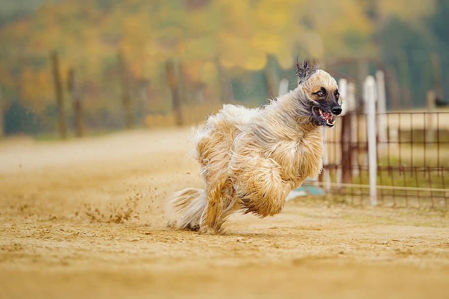 long-coated brown dog running, Afghan, Greyhound, Fur, long coat