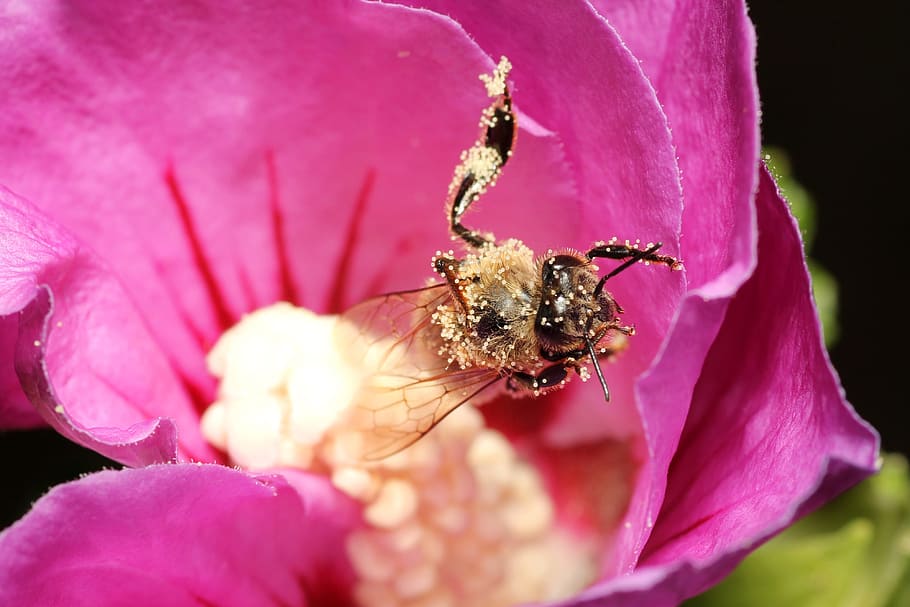 bee, pollen, insect, close, flower, nature, spring, pollination HD wallpaper