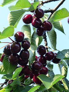 Sweet Cherry, Cherry, Red, Red, Fruit, healthy, leaves, branch HD wallpaper