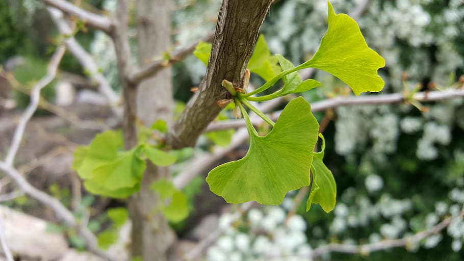 gingko, leaf, nature, tree, plant, medicinal plant, plant part HD wallpaper