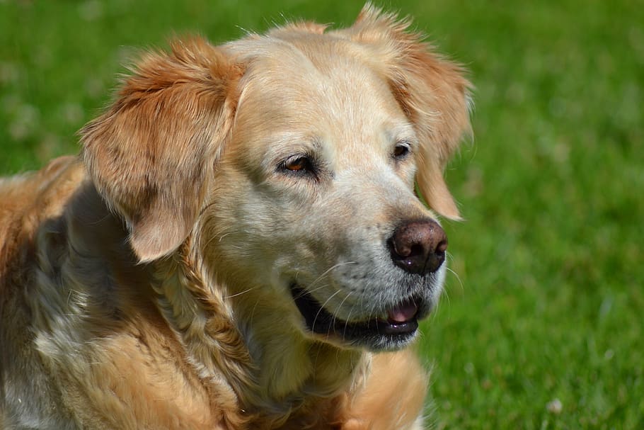 HD wallpaper: retriever, golden retriever head, hundeportrait, animal ...