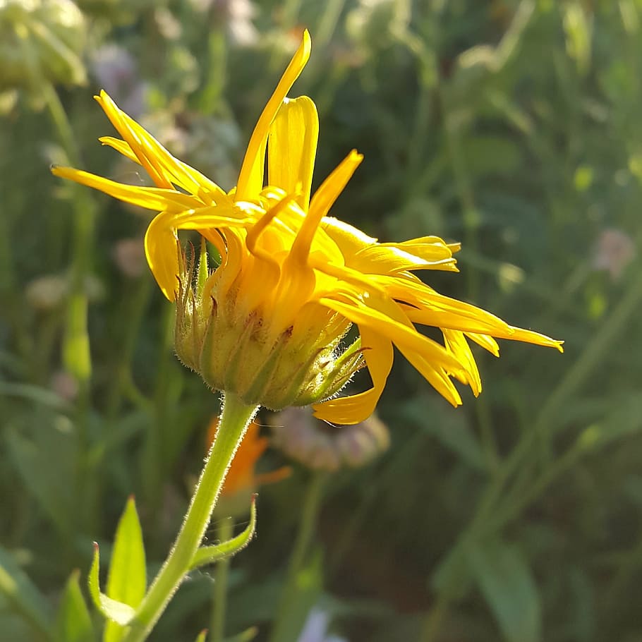 flowers, summer, dacha, sun, withering, yellow flowers, bright colors HD wallpaper