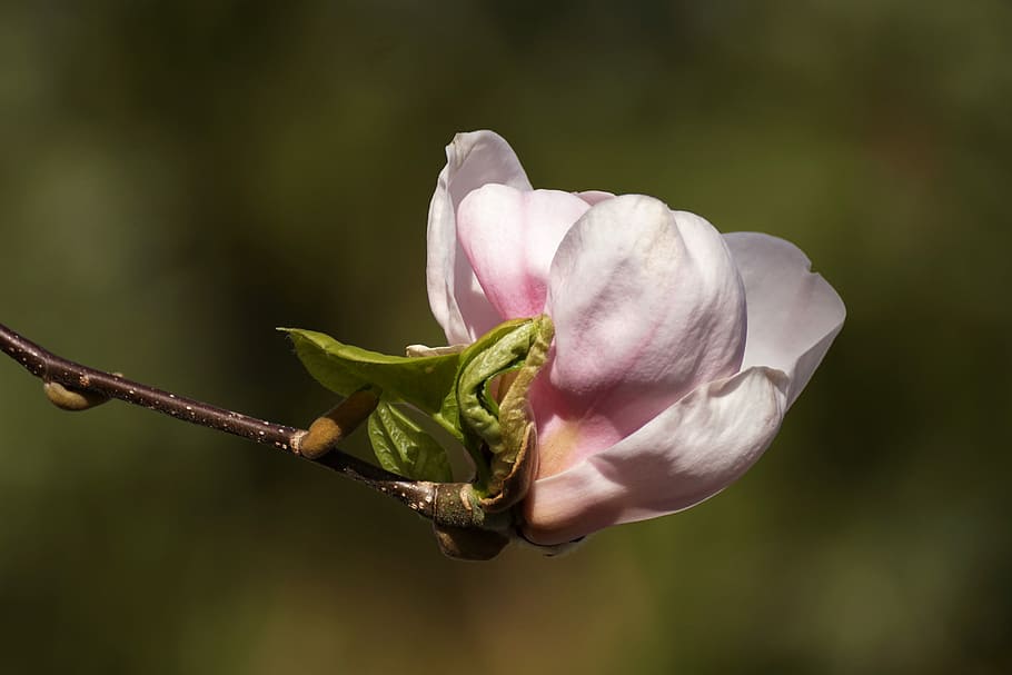 white and pink magnolia flower in selective focus photography HD wallpaper