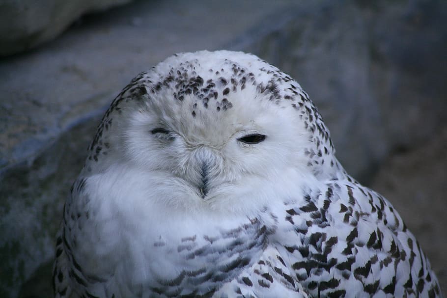 Bird, Owl, Close, Animals, Zoo, one animal, animal wildlife HD wallpaper