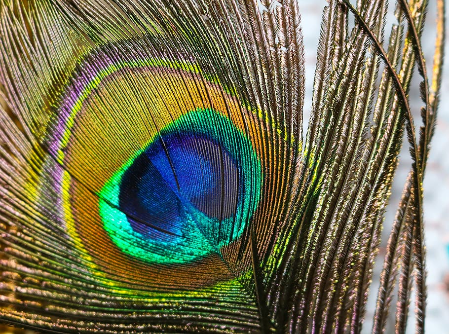 feather, bird, colorful, pride, beautiful, peacock, close, peacock feather HD wallpaper
