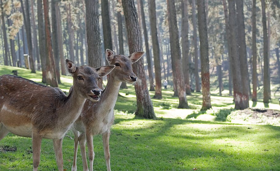two brown-and-white does in the middle of forest during daytime HD wallpaper