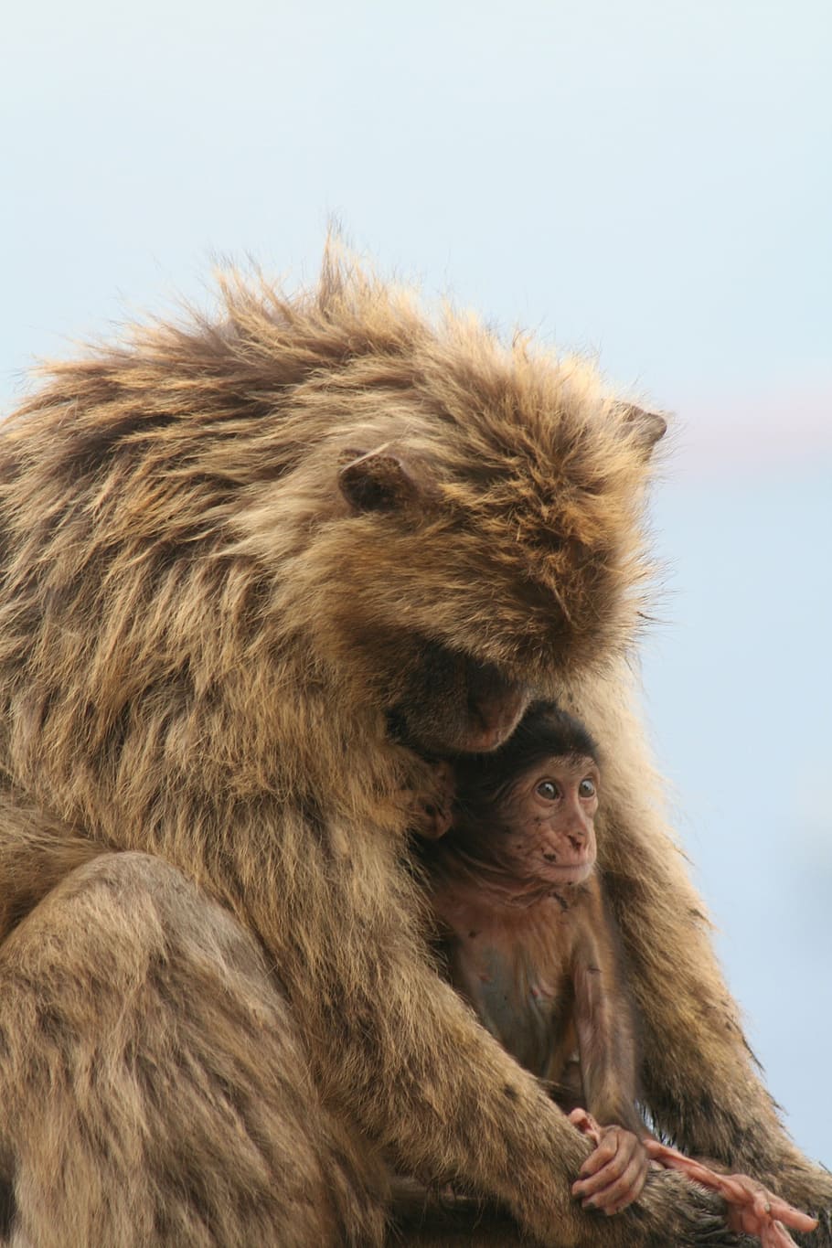 barbary ape, gibraltar, monkey, mammal, animal wildlife, primate HD wallpaper
