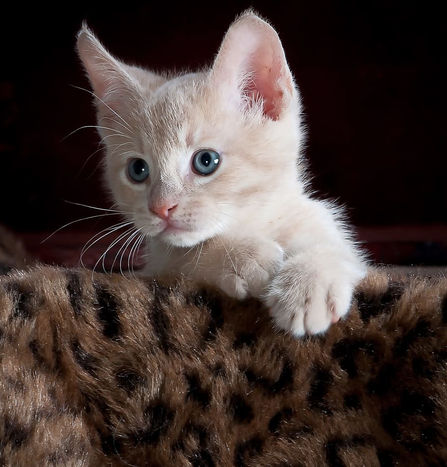 short-fut orange tabby kitten lying on brown fur textile, kitty HD wallpaper