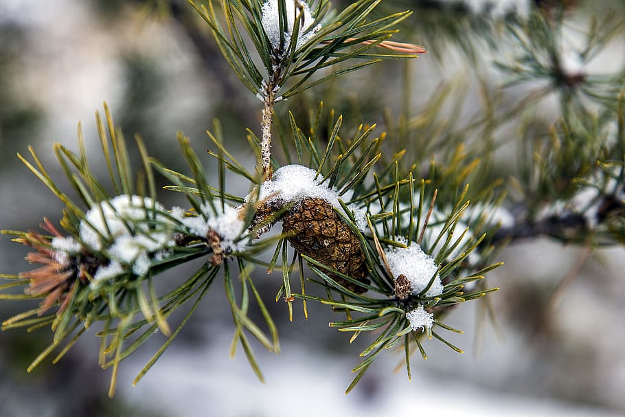 Tree, Pine, Needles, Cone, Snow, close-up, christmas, pine tree HD wallpaper