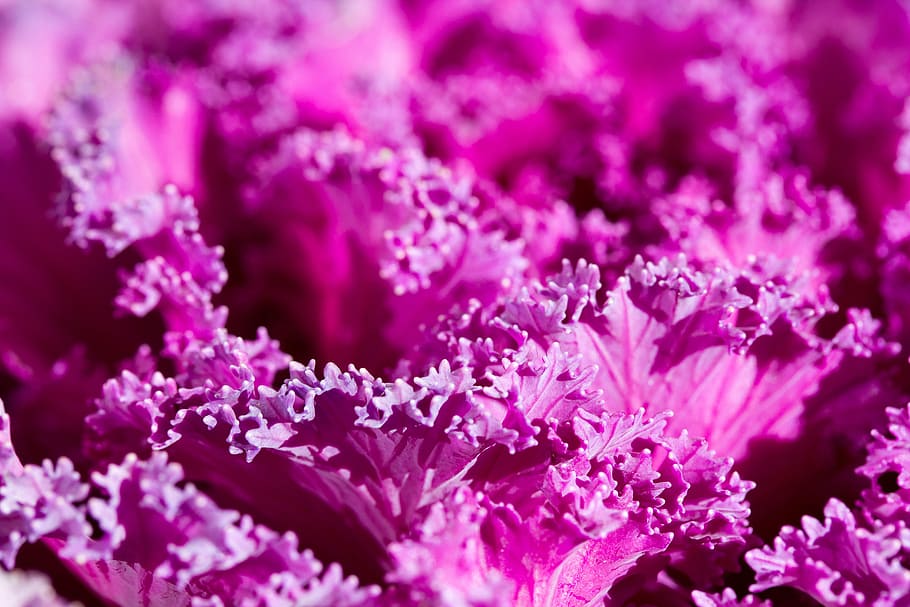 purple, plant, abstract, background, cabbage, potted plant HD wallpaper