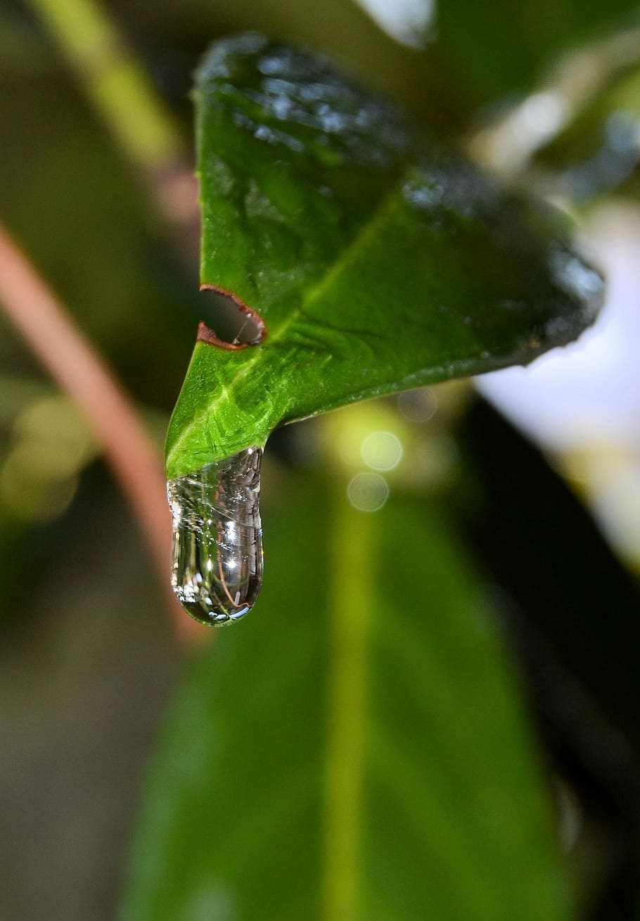 Winter, Water, Ice, Cherry Laurel, nature, icicle, leaf, close-up HD wallpaper