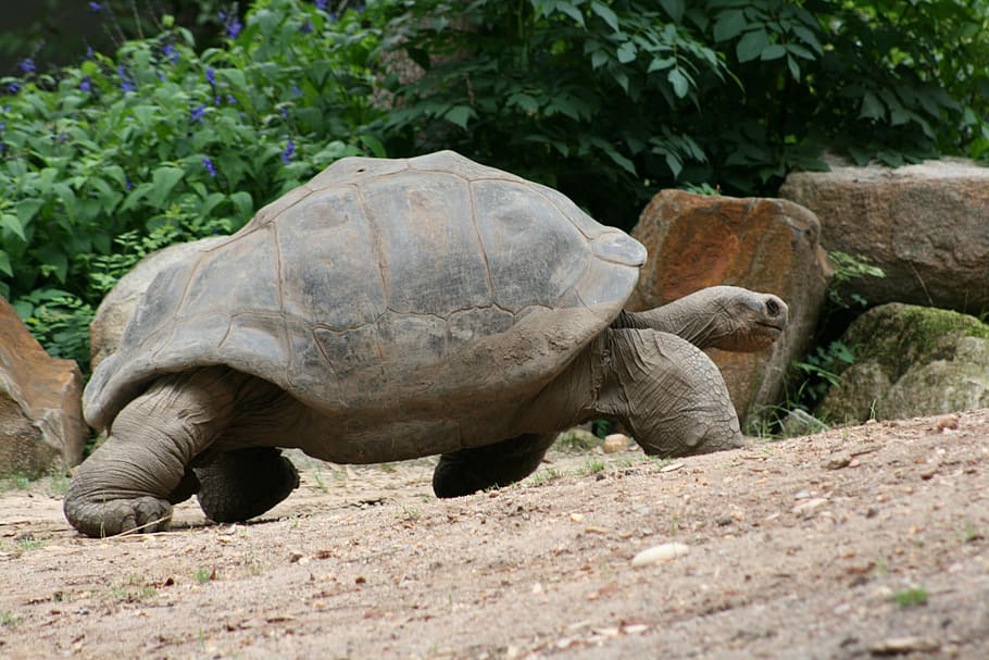 turtle, slow, tortoise, she, shell, armor, wildlife, reptile HD wallpaper
