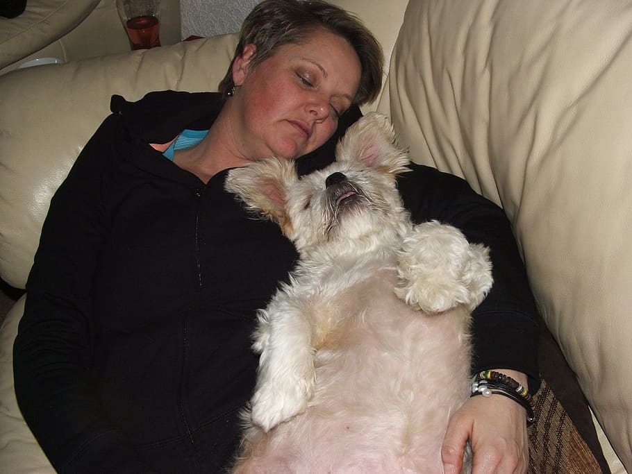 woman and adult West Highland white terrier sleeping on sofa, HD wallpaper