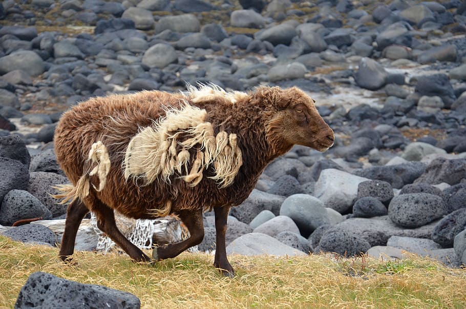 sheep, animals, iceland, wool, mammals, fur, solid, animal themes HD wallpaper