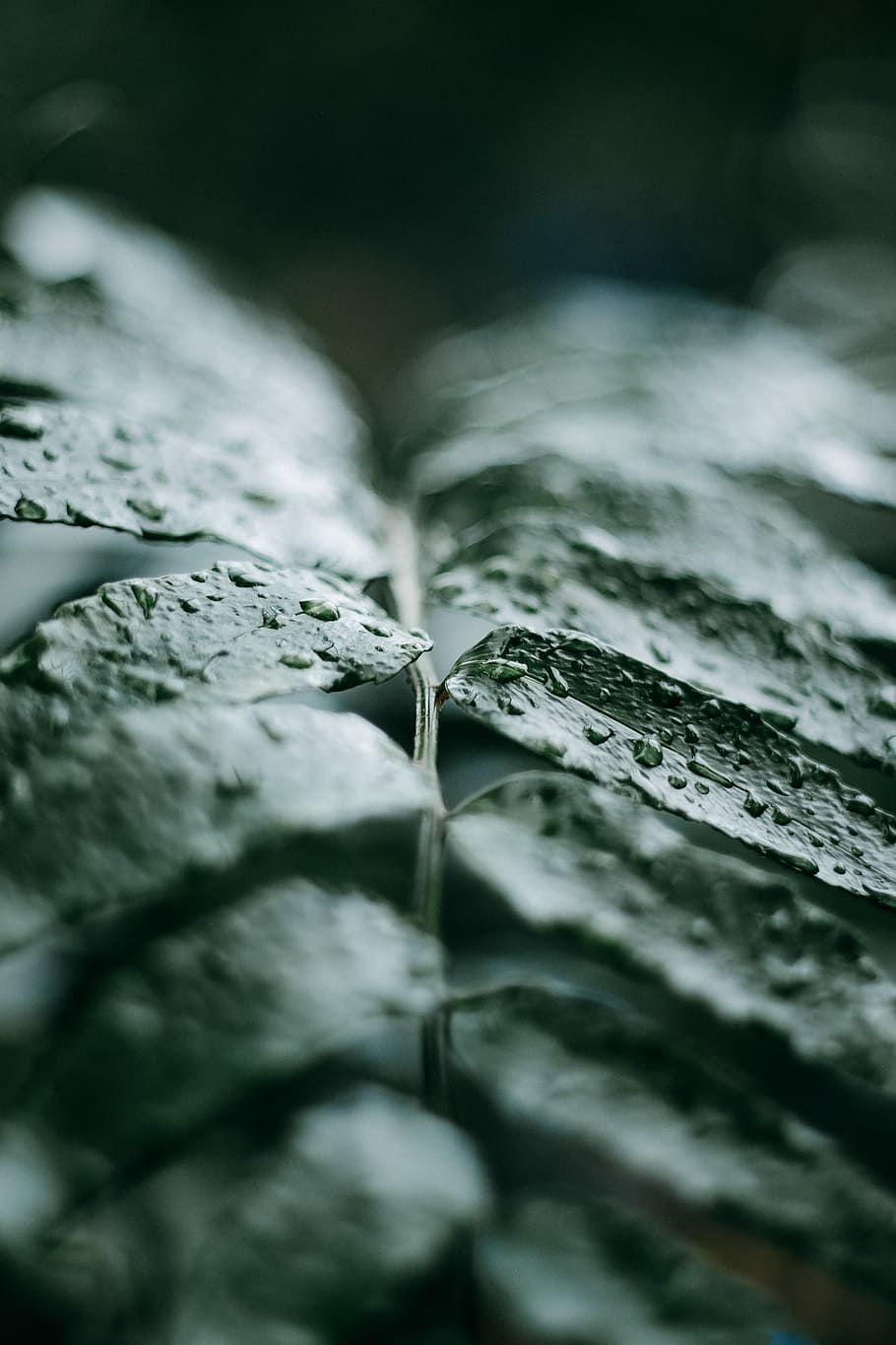 close-up photography of green leaf plant, close-up photography of leaf with water droplets HD wallpaper