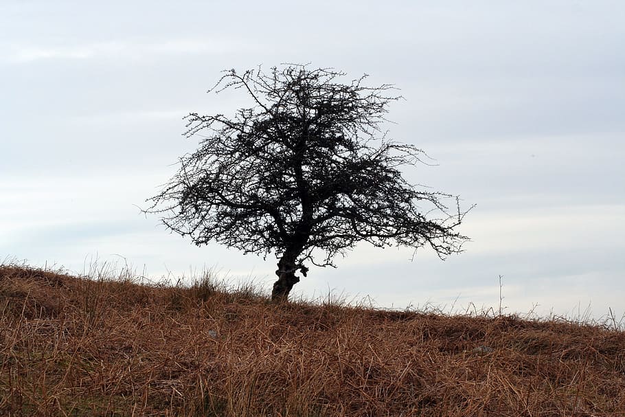 tree, hill, landscape, nature, sky, tranquility, plant, field HD wallpaper