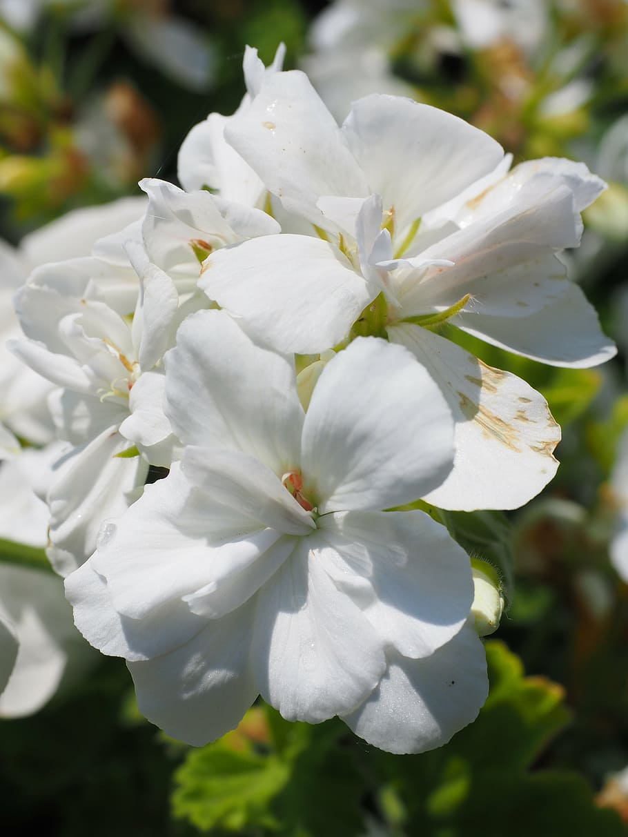 geranium, blossom, bloom, white, balcony plant, ornamental plant HD wallpaper